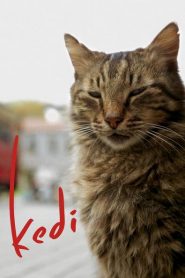 Kedi (2017)